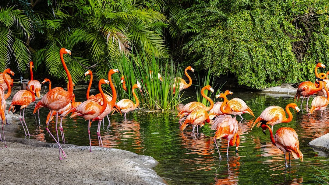 Flamingoes wading in water at San Diego Zoo Safari Park.