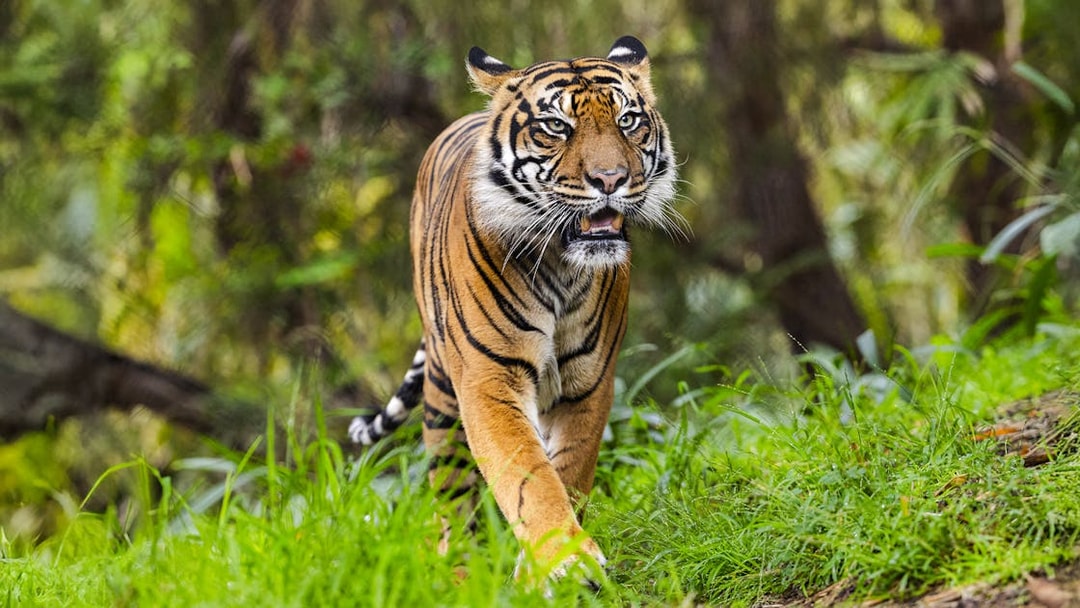 Tiger walking through greenery at San Diego Zoo Safari Park.