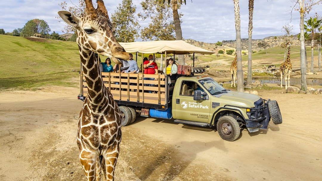 Giraffe near safari vehicle with visitors at San Diego Zoo Safari Park.