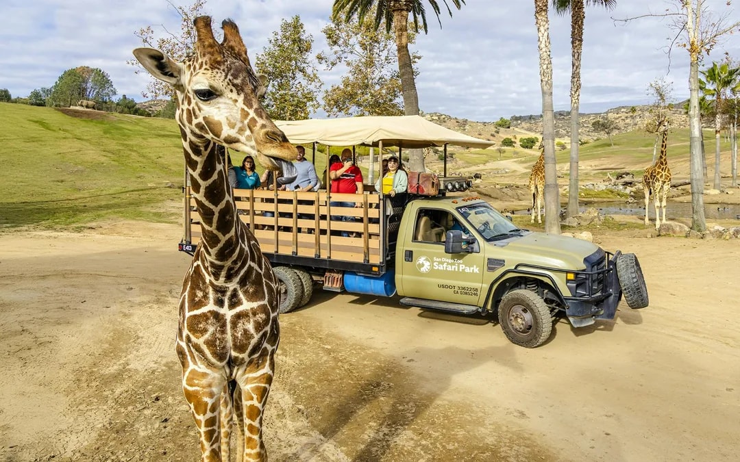 San Diego Zoo & Safari Park 2-Visit Pass Image 3