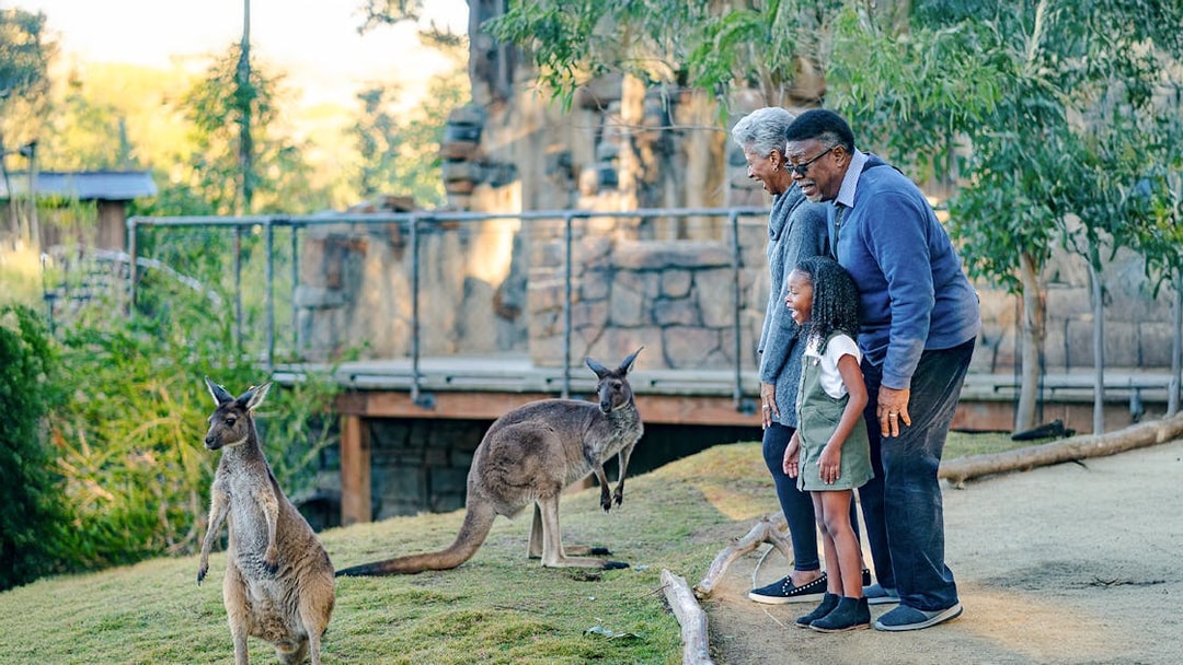 Child with grandparents observing kangaroos at San Diego Zoo Safari Park.
