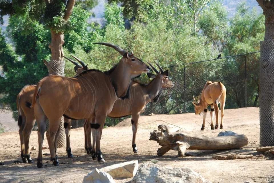 San Diego Zoo Safari Park Admission Ticket | California