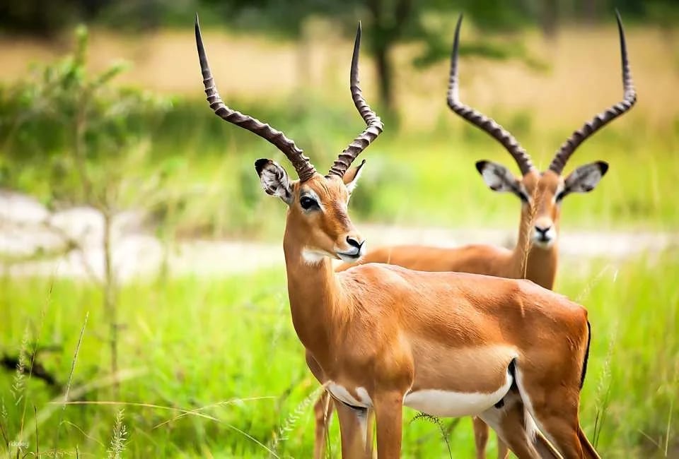 San Diego Zoo Safari Park Admission Ticket | California