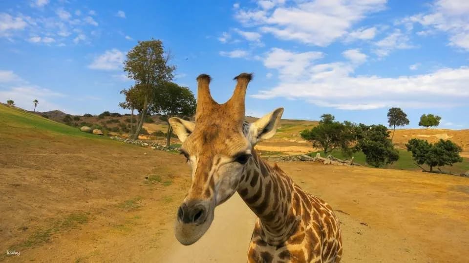 San Diego Zoo Safari Park Admission Ticket | California