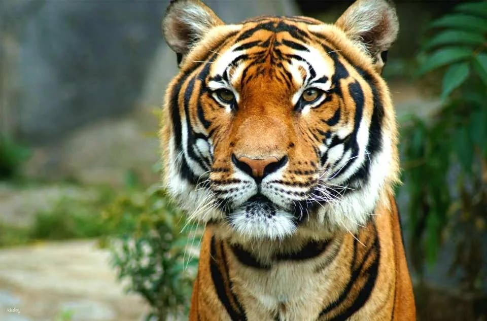 San Diego Zoo Safari Park Admission Ticket | California