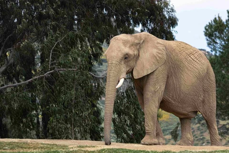 San Diego Zoo Safari Park Admission Ticket | California