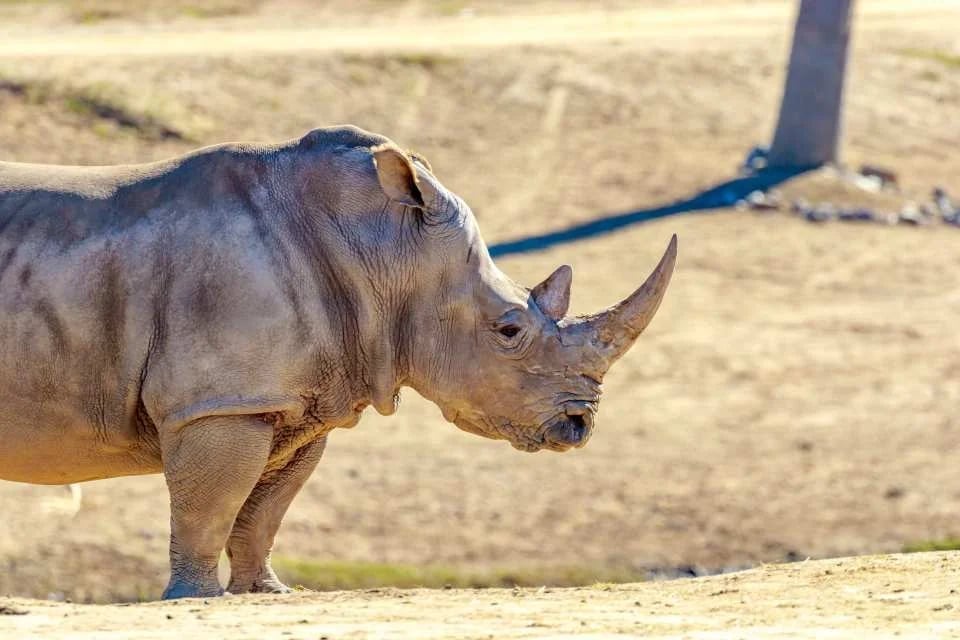 San Diego Zoo Safari Park Admission Ticket | California