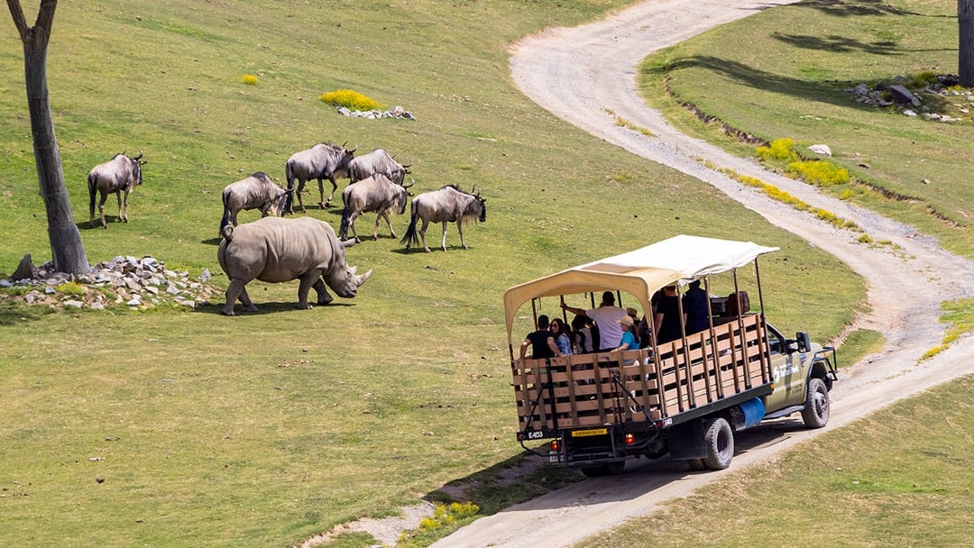 Safari tram with visitors passing rhino and wildebeests at San Diego Zoo Safari Park.