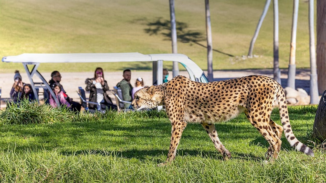Cheetah walking in the grass at San Diego Zoo Safari Park with visitors in the background.
