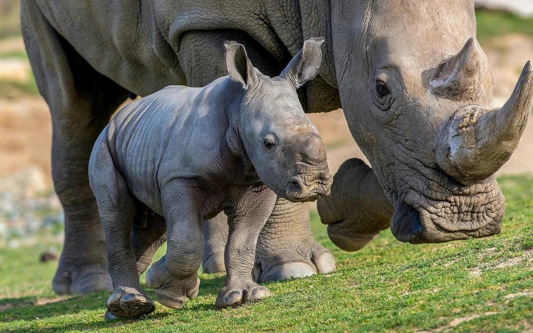 San Diego Zoo Safari Park Tickets Image 8