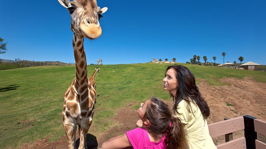 Giraffe close-up with visitors at San Diego Zoo Safari Park.