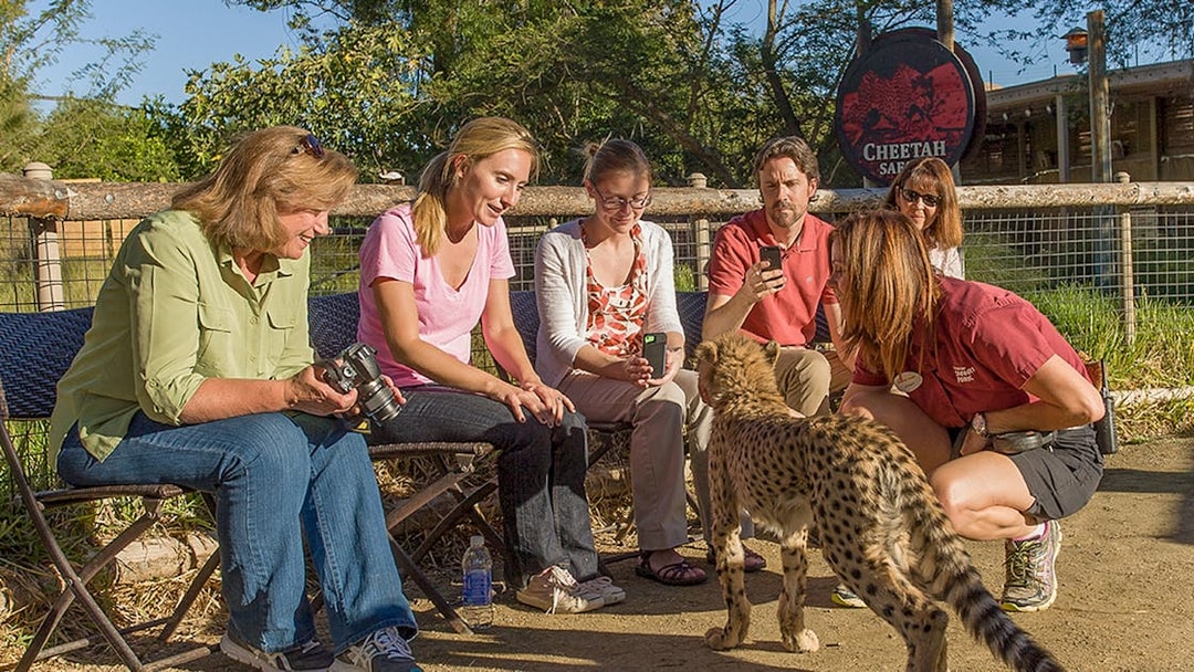 Tourists interacting with a cheetah at San Diego Zoo's Cheetah Safari.