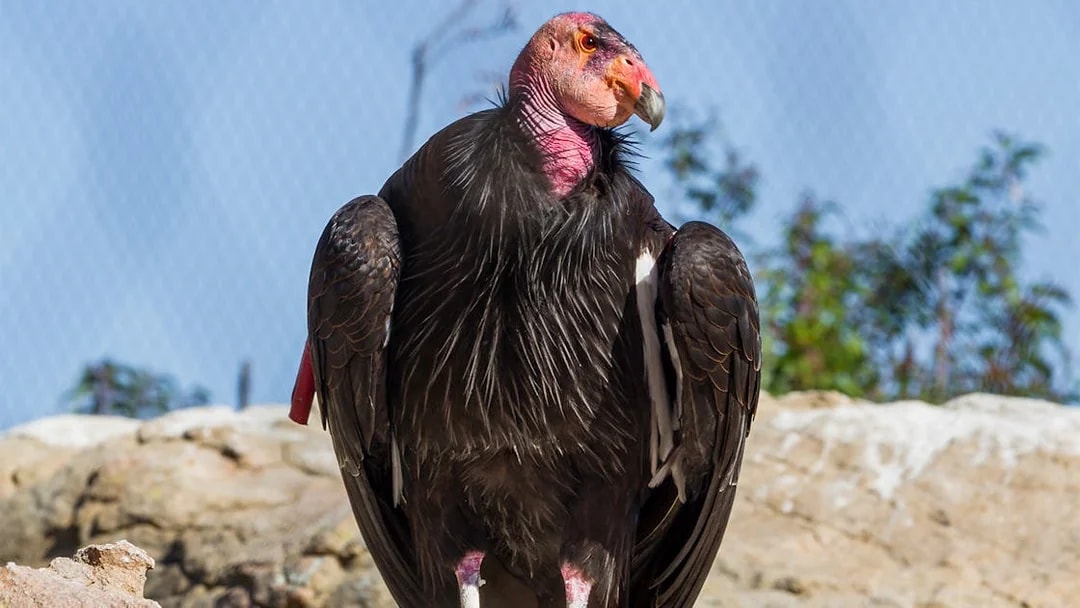 California condor perched at San Diego Zoo.