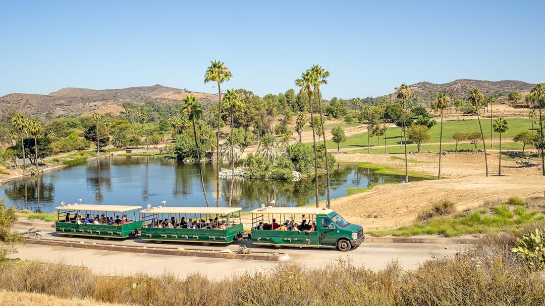 Safari tram tour at San Diego Zoo Safari Park passing by a scenic pond and palm trees.