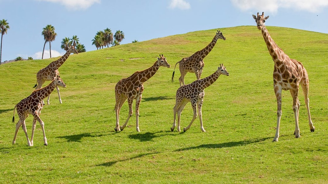 Giraffes roaming grassy hills at San Diego Zoo Safari Park.