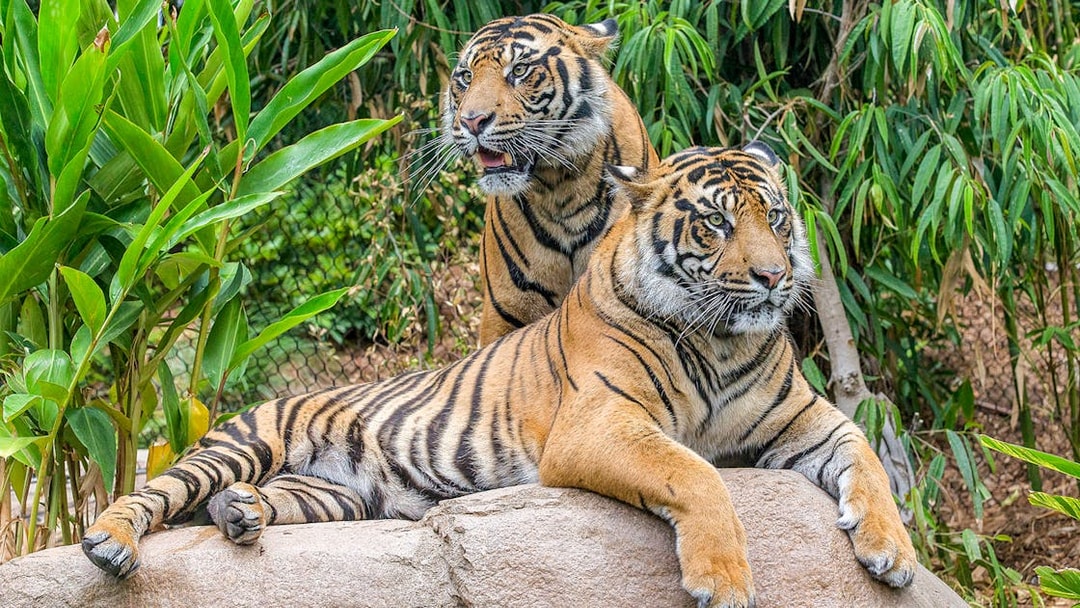 Tigers resting on a rock at San Diego Zoo Safari Park.
