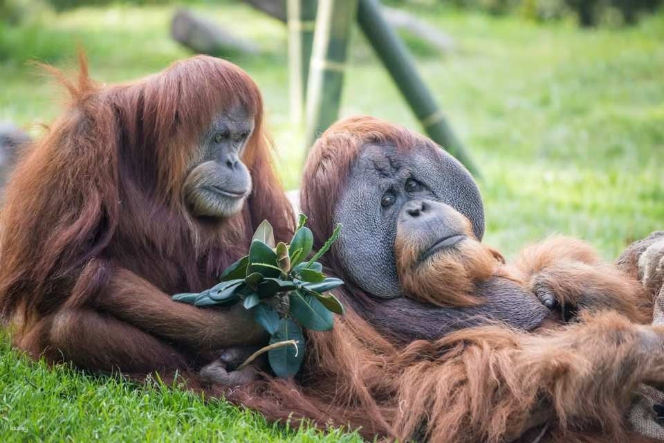 San Diego Zoo Ticket | California