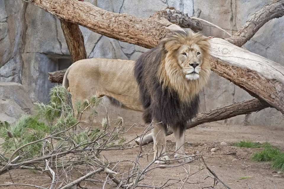 San Diego Zoo Ticket | California