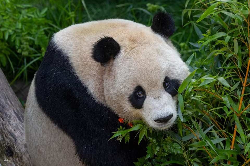 San Diego Zoo Ticket | California
