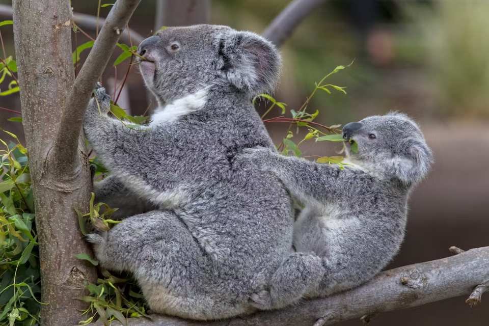 San Diego Zoo Ticket | California