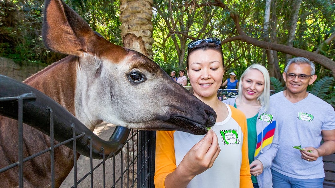 Guide feeding an okapi while guests observe at San Diego Zoo.