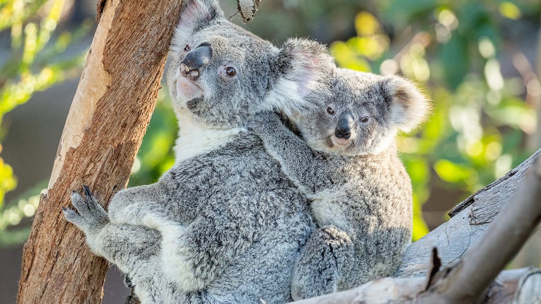 Koalas perched on a tree at San Diego Zoo.
