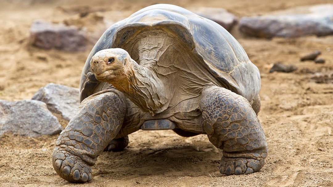 Giant tortoise walking on sandy ground at San Diego Zoo.