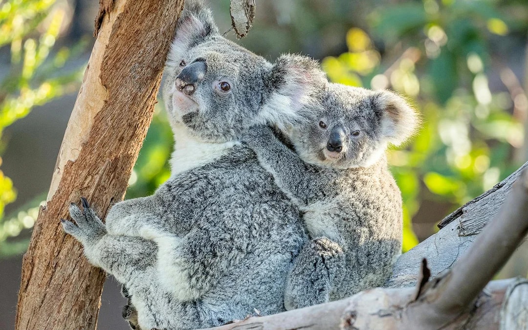 San Diego Zoo Tickets Image 8