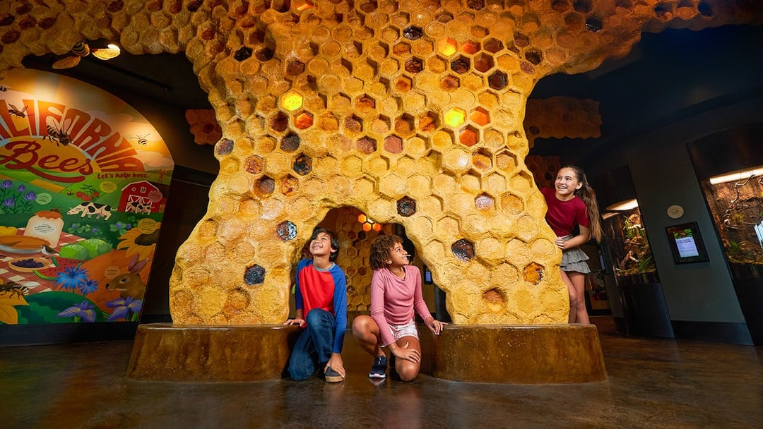 Kids exploring honeycomb exhibit at San Diego Zoo.