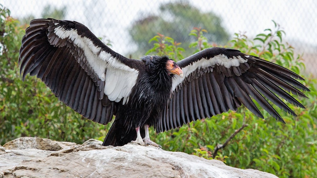 California Condor with wings spread at San Diego Zoo.