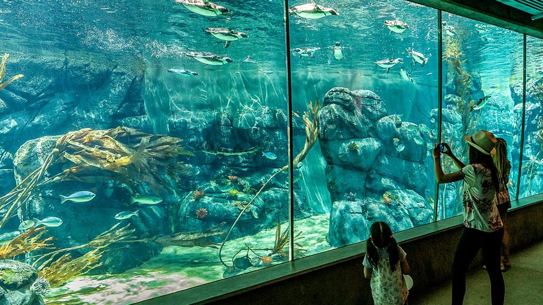 Visitors viewing penguins swimming in an aquarium at San Diego Zoo.
