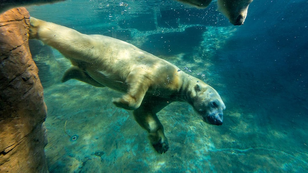 Polar bear swimming underwater at San Diego Zoo.