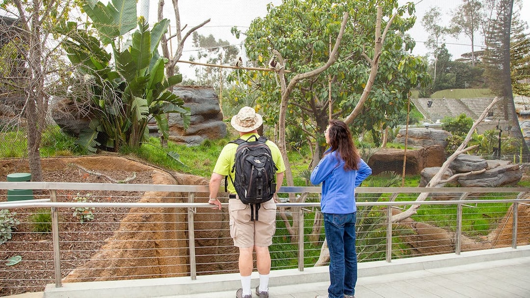 Visitors observing giraffes and zebras in their habitat at San Diego Zoo.