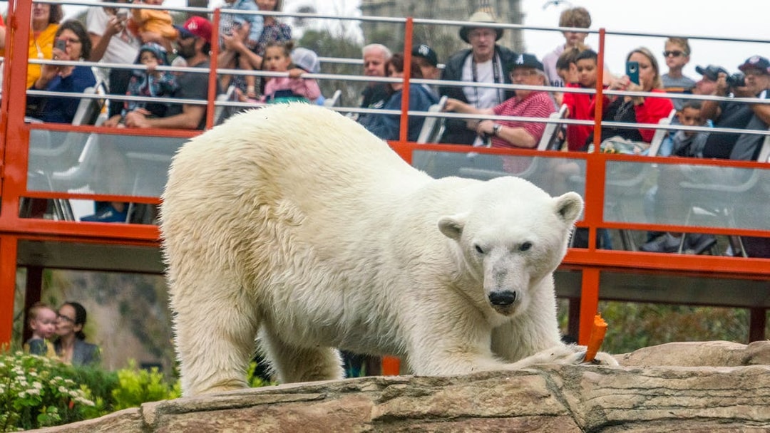 Tourists watching a polar bear at San Diego Zoo.