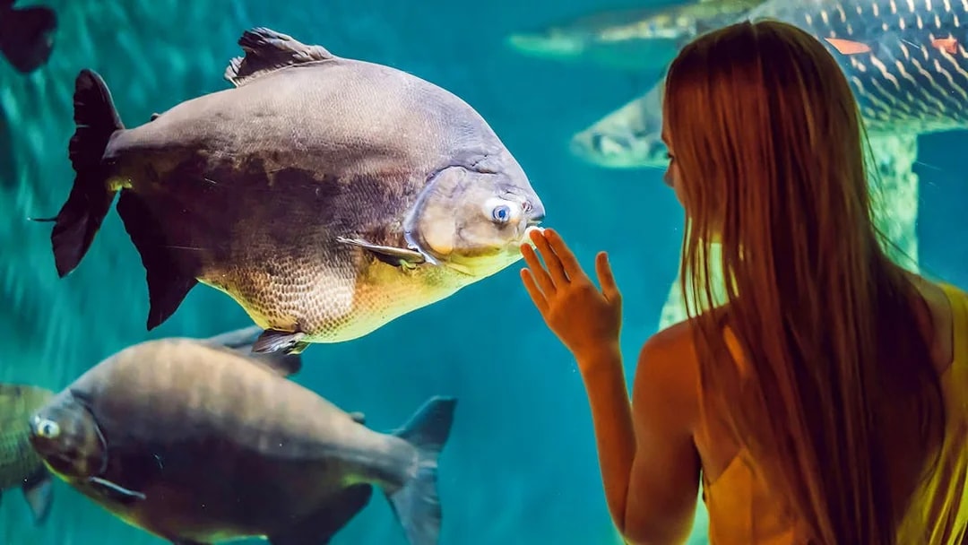 Woman observing fish at Aquarium of the Bay, San Francisco.