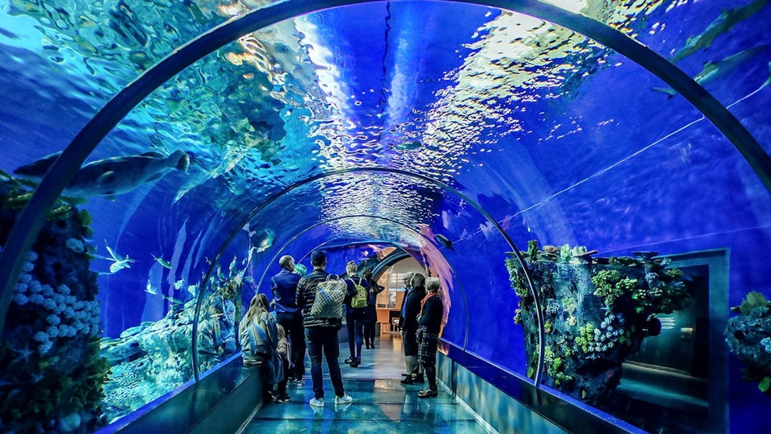 Guests exploring the Aquarium of the Bay tunnel in San Francisco, viewing marine life.