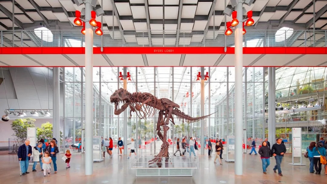 Tyrannosaurus rex skeleton in California Academy of Sciences, San Francisco.