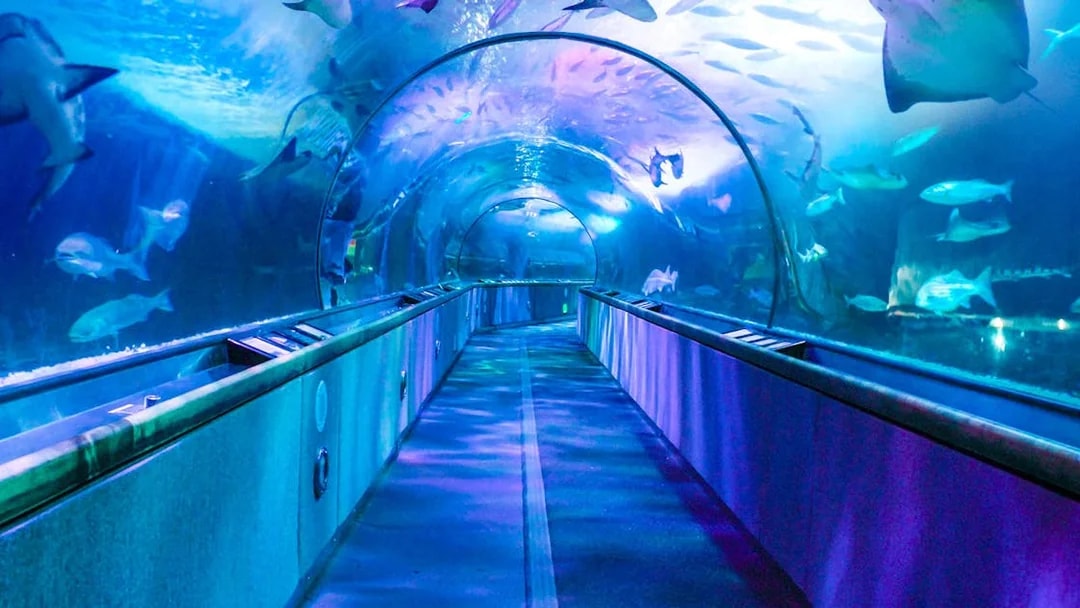 Underwater tunnel at San Francisco aquarium with diverse marine life.