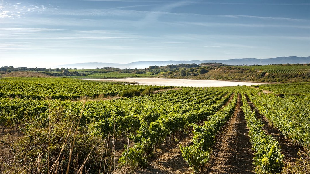 Vineyards in Rioja, Spain, with distant hills under a clear sky.