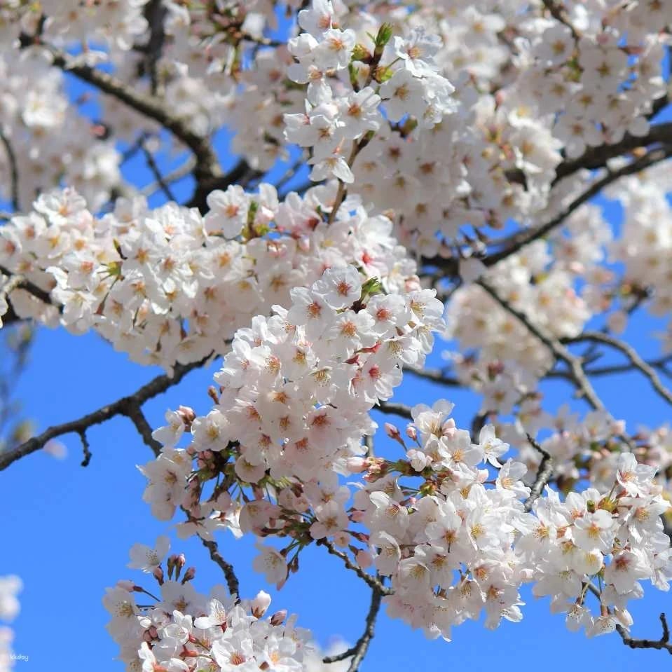 Sankeien Garden Admission Ticket | Instant Confirmation | Yokohama