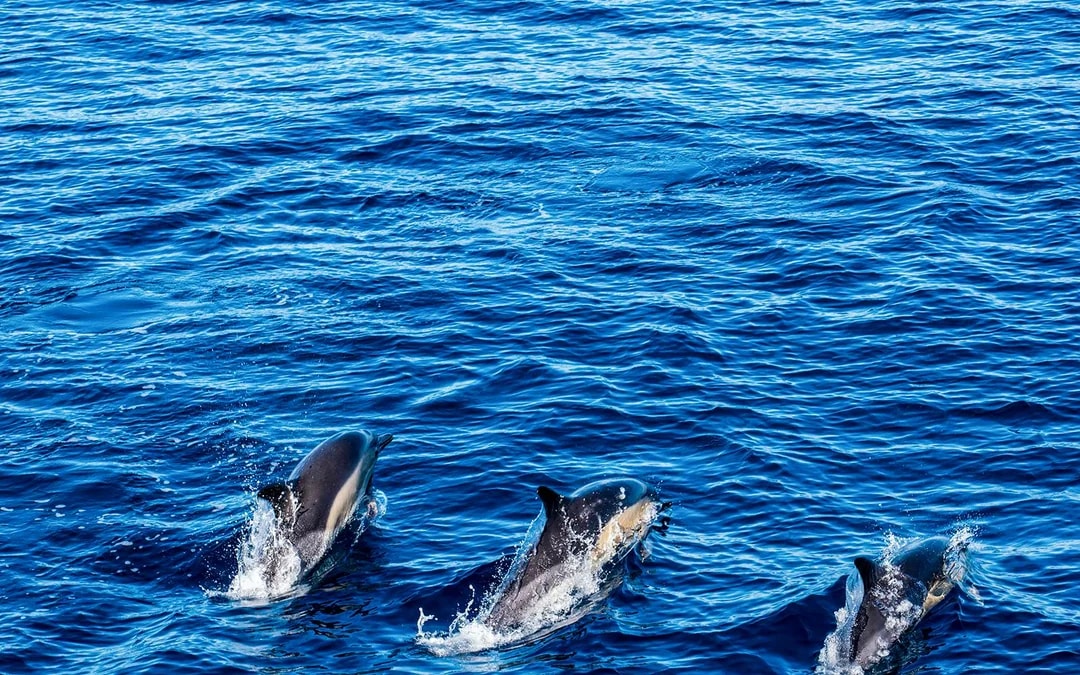 São Miguel: Whale Watching Catamaran Tour Image 6