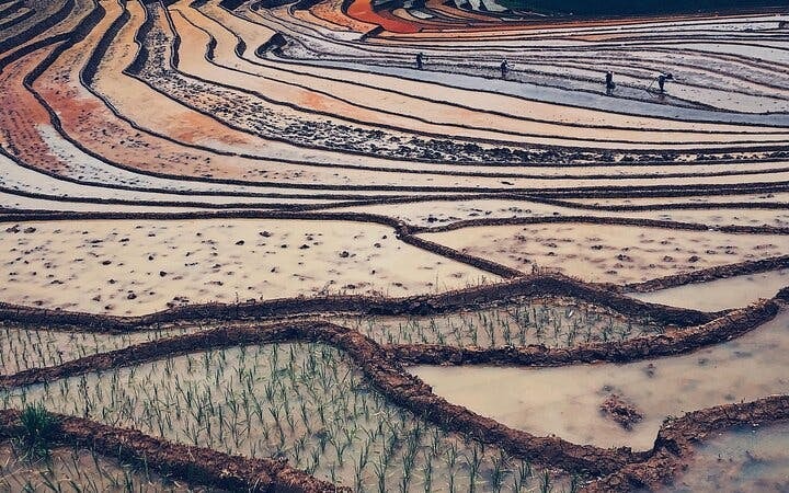 Sapa Guided Trekking Tour of Ta Phin Village and Red Dao Community with Lunch and Return Transport Image 6
