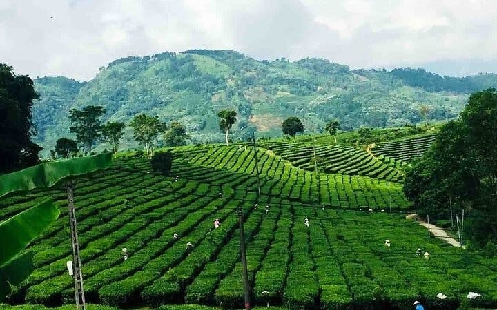 Sapa Private Motorbike Tour of Tea Hill, Love Waterfall, Silver Waterfall, and Lonely Tree with English Guide Image 1