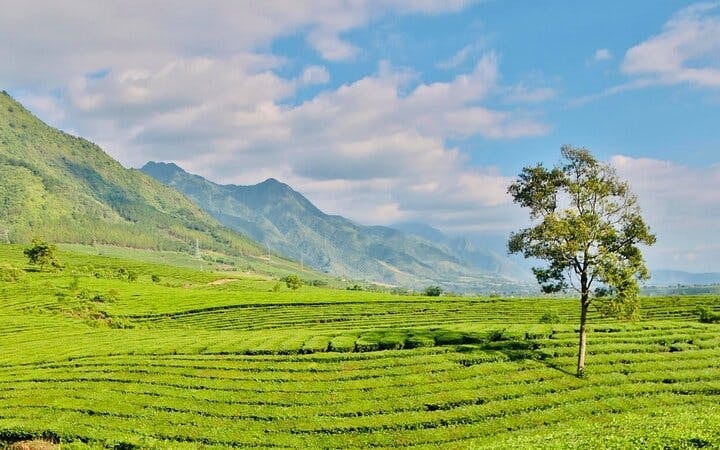 Sapa Private Motorbike Tour of Tea Hill, Love Waterfall, Silver Waterfall, and Lonely Tree with English Guide Image 4