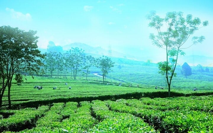 Sapa Private Motorbike Tour of Tea Hill, Love Waterfall, Silver Waterfall, and Lonely Tree with English Guide Image 8