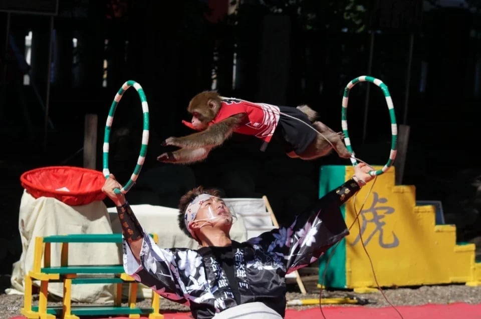 [Up to JPY300 OFF] Saru Land & Anitown (Nikko Saru Gundan) Ticket | Tochigi, Japan