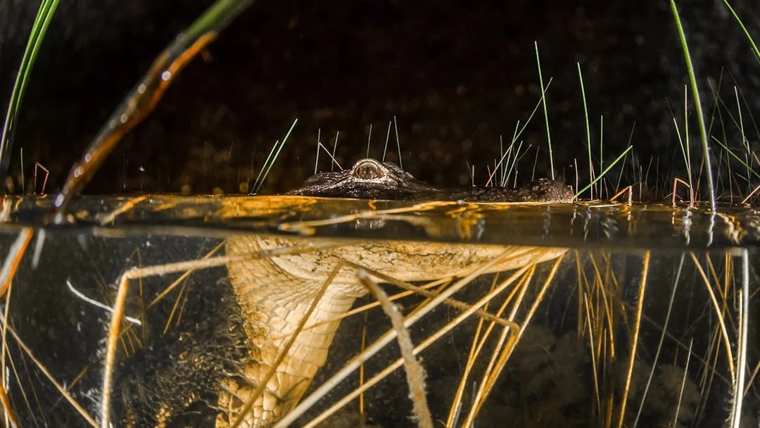 Alligator partially submerged in Everglades water during night airboat tour.