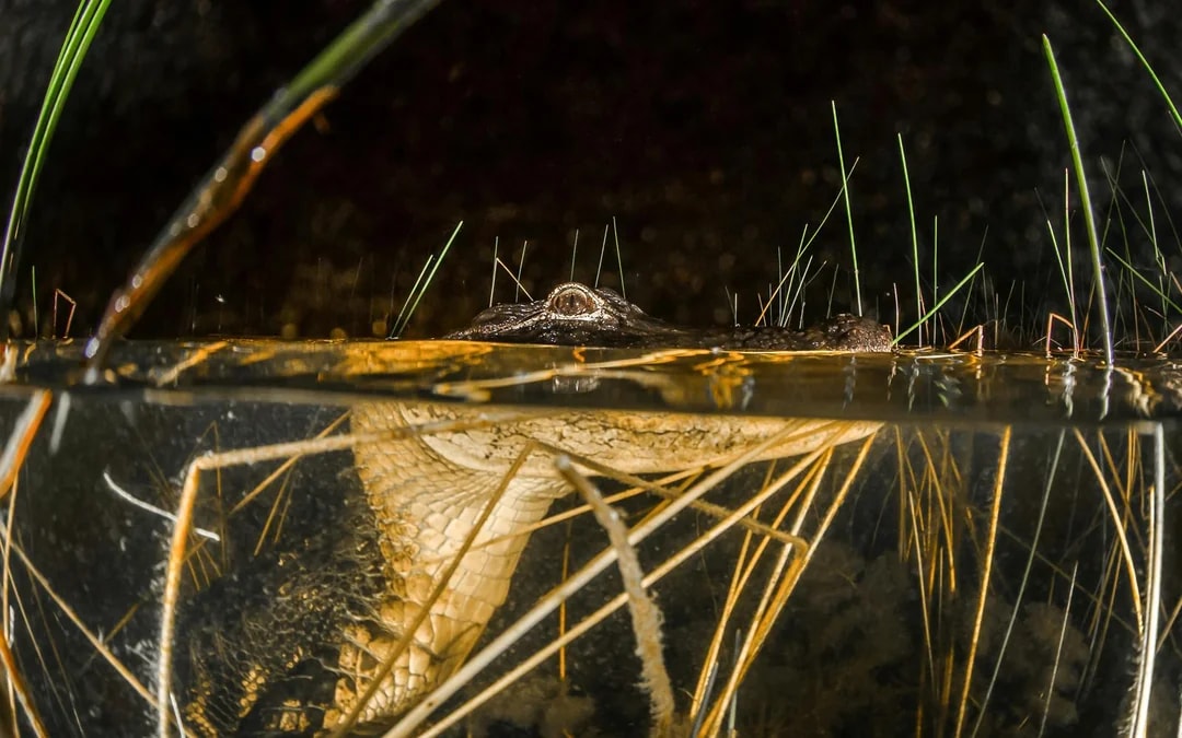 Miami: Sawgrass Recreation Park Airboat Tour with Reptile Exhibit & Optional Transportation Image 8