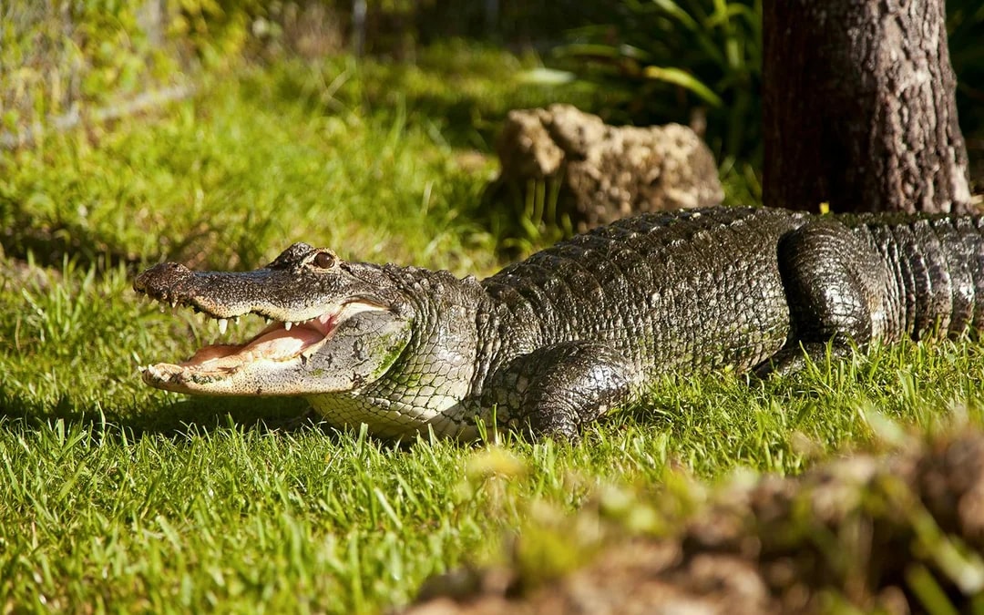 Miami: Sawgrass Recreation Park Airboat Tour with Reptile Exhibit & Optional Transportation Image 4