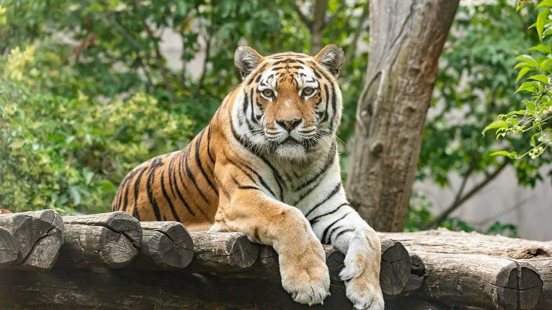 Siberian tiger resting on a log at Schönbrunn Zoo, Vienna.